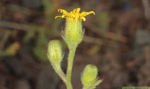 Klibbkorsört, Senecio viscosus